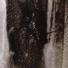 白带呈黑色是怎么回事 白带呈黑色 白带呈黑色的原因