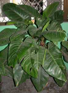 空气净化植物排行榜 36种室内植物清净空气排行榜