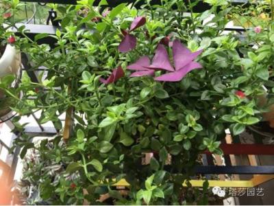 我家有个植物园 我家有个植物园:说说我家的植物朋友 | 花友分享