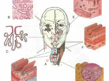 小儿外科疾病健康教育 【图说健康】小儿头颅形态与疾病
