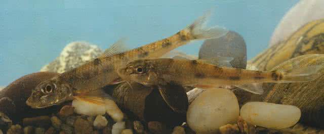 元江县组织部 部长 元江长须鳅鮀