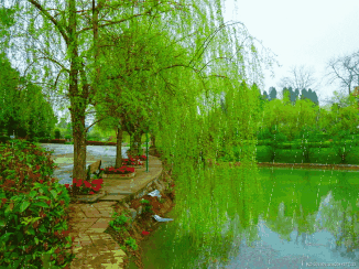 鱼儿拉浠原因 【原】原创【锁寒窗】植树节/鱼儿