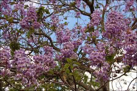 泡桐花 泡桐