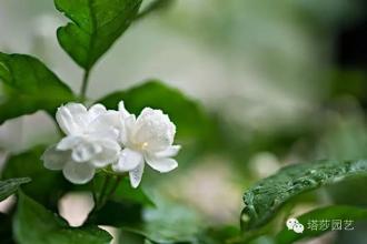 ?这个夏天，如何让茉莉花开不断？