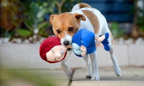 狗狗玩具挑选 选狗狗玩具要按年龄和体型