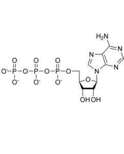腺苷三磷酸的结构式 腺苷三磷酸