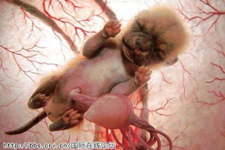 令人惊奇的 英文 令人惊奇的动物胚胎照片 唤起你最深的母爱