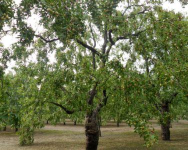 孕妇梦见树上开花 孕妇梦见树上开花 孕妇梦见开花