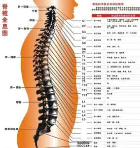 全身脊柱示意图 脊柱与全身的疾病图文