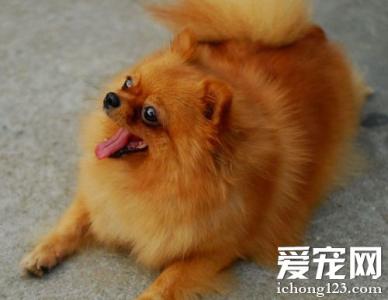 博美什么颜色的最贵 博美犬什么颜色好