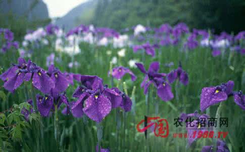 兰花夏季管理把握四点 兰花夏季管理把握四点 兰花的夏季管理