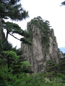 探海松盆景 探海松