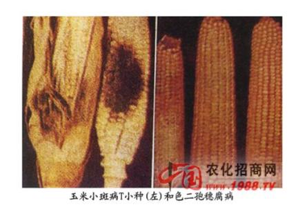 玉米穗腐病 玉米小斑病T小种穗腐