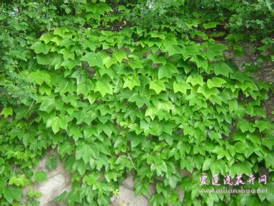 爬山虎的特点 爬山虎的特点 爬山虎的特点 爬山虎的作用有哪些?