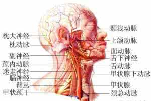 人体致命要害部位 这个部位竟是人体最致命的地方