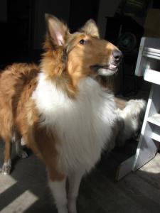 猫的作息时间 猫作息时间是怎么样