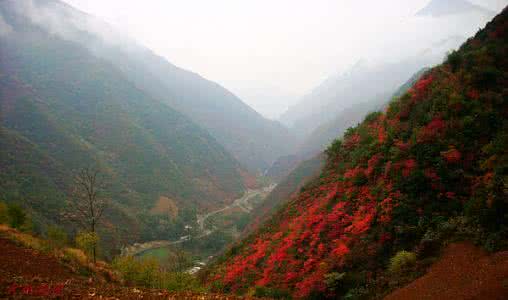 略阳嘉陵江 略阳嘉陵江峡谷 略阳嘉陵江峡谷  霜叶红于二月花