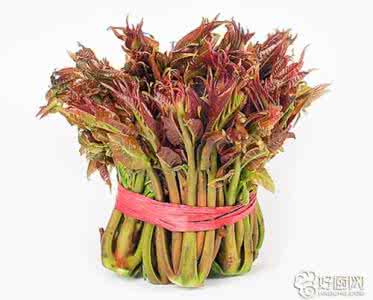 香椿的保存方法 香椿的保存方法 香椿的保存方法有哪些