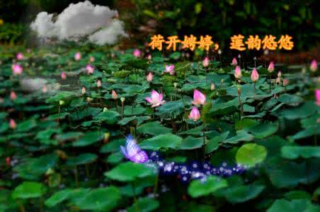 荷风莲韵 荷开娉婷 莲韵悠悠 荷开娉婷，莲韵悠悠【書香】