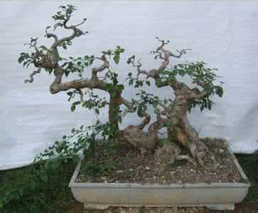 三角梅小苗的管理 三角梅盆景的培育与管理