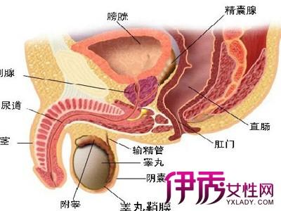 男性尖锐湿疣症状 男性尖锐湿疣真实图 男性尖锐湿疣高清图