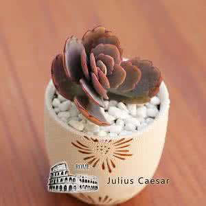 你不知道的 菜 舞 不知道买什么菜?