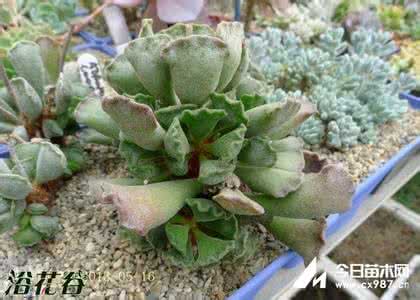 多肉植物天章锦 多肉植物天章的养殖方法