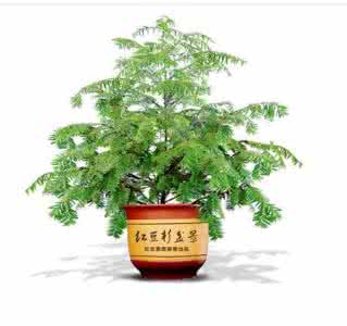 刚种的红豆杉怎么浇水 红豆杉如何浇水