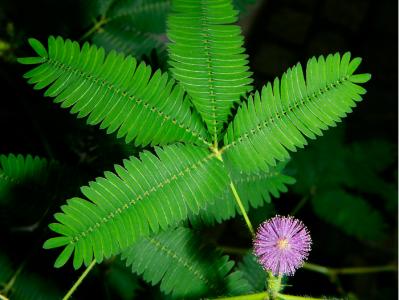 含羞草的特点作文 含羞草的特点