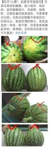 怎么挑麒麟西瓜 挑西瓜