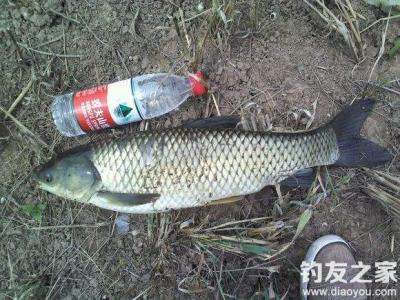 钓草鱼最好的商品饵料 钓草鱼的良机