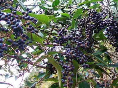 女贞子的功效与作用 女贞子的功效与作用 女贞子的功效与作用有哪些