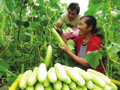 放心蔬菜 冬季种植什么蔬菜 这些蔬菜孕妈冬季可以放心大胆的吃!