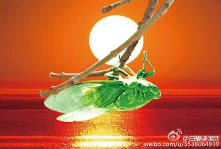 一只蝉 一只不向命运屈服的蝉
