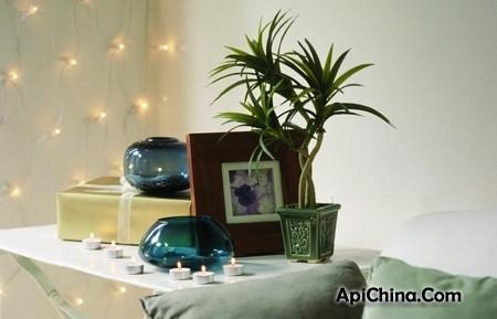 卧室不宜放什么植物 哪些植物不宜放置于卧室内!