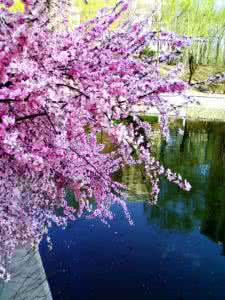 免费八字算婚姻桃花运 ?婚姻篇｜有桃花固然是好，但是桃花泛滥更糟糕！