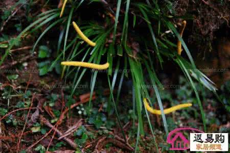 石菖蒲花 石菖蒲病虫害防治 花菖蒲的虫害防治
