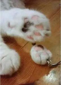 猫咪掉毛家里怎么处理 家里的猫掉毛，你烦吗？其实猫掉下来的毛，还可以这样玩~