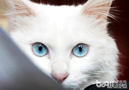 猫咪不听话怎么办 怎么让猫喜欢你 怎么让猫咪听话