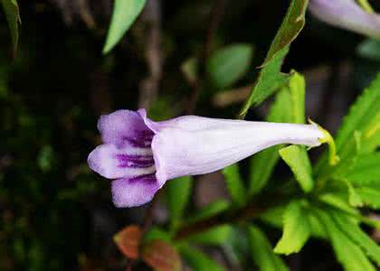 世界上濒临灭绝的植物 世界上最毒的植物 已经濒临灭亡