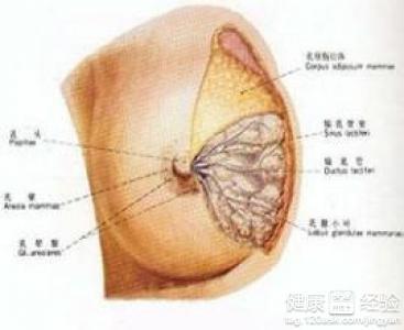 乳腺炎挤出脓 乳腺炎挤出脓 呵呵，挤胸挤出乳腺增生？