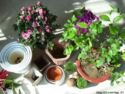 把花盆打碎了风水说法 谁说花儿要种在花盆里?种在这些地方,比种在花盆美10倍,不信瞧瞧吧!