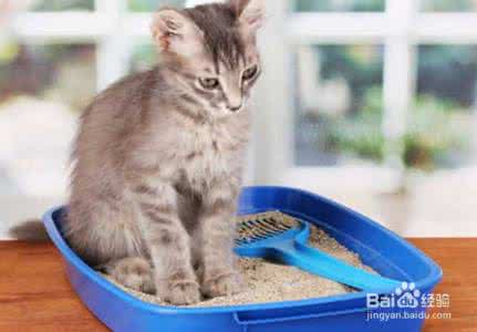 怎样训练猫咪大小便 如何训练猫咪大小便