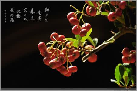红豆生南国春来发几枝 【豆及制品】红豆生南国，春来发几枝