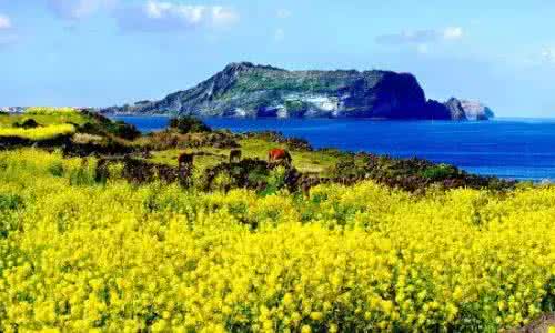 济州岛油菜花 韩国赏花季，看看济州岛油菜花有多美！