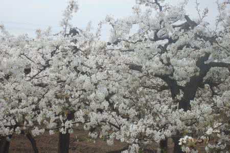 岭上梨花雪 描写梨花    三更月，中庭恰照梨花雪