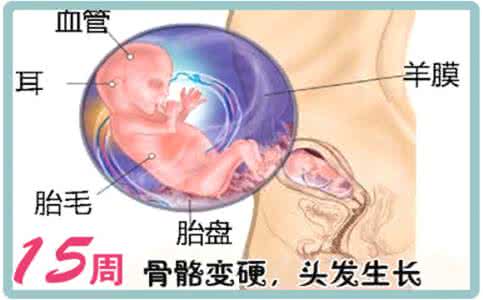 怀孕周期胎儿生长图 【怀孕15周】怀孕第15周胎儿图