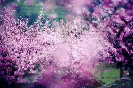 又是那朵桃花开这碗粥 2015年你的桃花开几朵