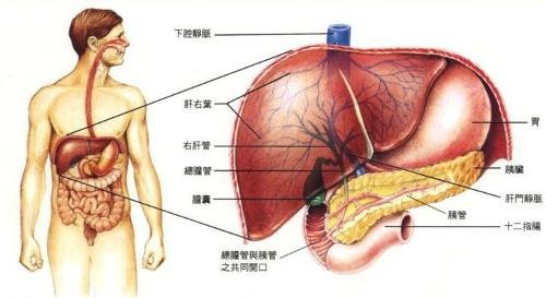 肾盂肾炎 中西结合 共同对抗肾盂肾炎