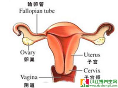 同房后出血是怎么回事 同房后出血是怎么回事?同房后出血该怎么办